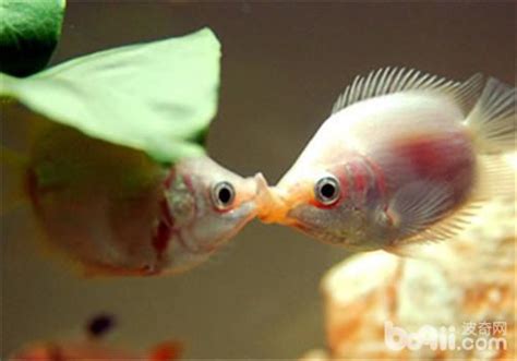 接吻魚飼養|接吻魚飼養注意事項，繁殖注意事項精選